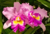 30 เมล็ดพันธุ์ Home Plant Seed เมล็ดกล้วยไม้ แคทลียา (Cattleya Orchids) Orchid flower Seed อัตราการงอกของเมล็ด 80-85%