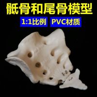 Plastic bone bone model 1 spinal sacral vertebral sacral vertebrae hip scapula collarbone four limbs which medical