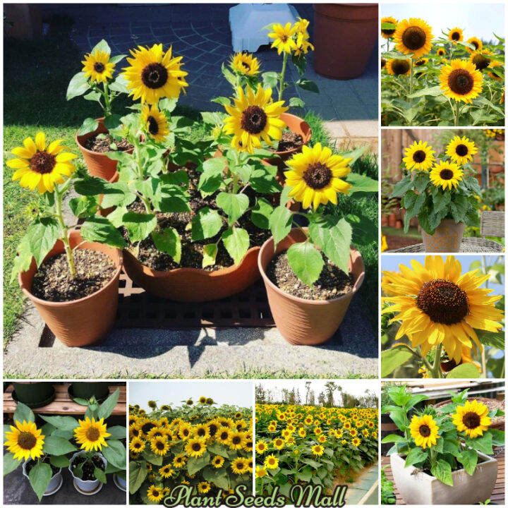 [Fast Delivery] Dwarf Sunflower Seeds for Planting (Approx. 30 seeds) Potted Flowering Plants