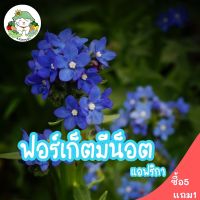 เมล็ดพันธุ์ ฟอร์เก็ตมีน็อต แอฟริกา ทนร้อน African Forget me not seed บรรจุ 100 เมล็ด เมล็ดพันธุ์นำเข้าแท้ 100% พร้อมส่ง