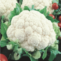 เมล็ดพันธุ์ กะหล่ำดอก สโนว์บอล (Snowball Self Blanching Cauliflower Seed) บรจจุ 300 เมล็ด ของแท้ 100%