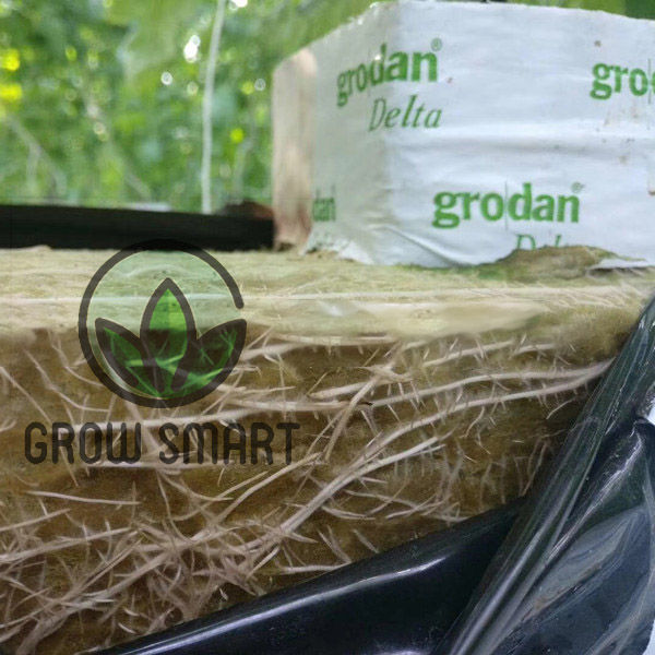 grodan-rockwool-slab-1meter-ร็อควูล-1เมตร-grow-smart-rockwool-cloning-hydroponic-grow-germination-rockwool-cube-rockwool-slab