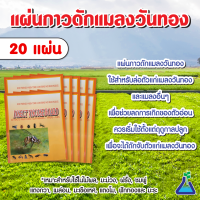 แผ่นกาวดักแมลงวันทอง ขนาด 19 x 21.5 ซม.จำนวน 20 แผ่น ➕ดักแมลงวันทองได้ดีกว่า➕ดักด้วงเต่าแตง แมลงหวี่ขาว เพลี้ยอ่อน หนอนชอนใบ