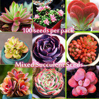 การันตีอัตรางอก 100เมล็ด/ซอง พืชอวบน้ำ เมล็ดพันธุ์ Mini Cute Mixed Succulent Seeds เมล็ดดอกไม้ ไม้อวบน้ำ เมล็ดไม้อวบน้ำ Flower Seed Air plants ต้นไม้ฟอกอากาศ ต้นไม้มงคล กระบองเพชร บอนสีแปลกๆถูกๆ ของแต่งบ้าน บอลสี ดอกไม้ปลูกสวยๆ ต้นไม้ เมล็ดพันธุ์ผัก