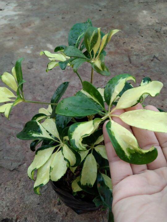 ต้นหนวดปลาหมึกใบด่าง-schefflera-actinophylla-เป็นไม้พุ่มขนาดเล็ก-โตเร็ว-พุ่มสวยงาม-ชอบแดดรำไรถึงแดดครึ่งวันเช้า-น้ำปานกลาง-จัดส่งแบบถุงชำ