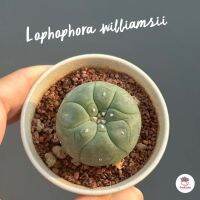 โลโฟโฟรา วิลเลี่ยมซิอาย Lophophora williamsii กระบองเพชร แคคตัส Cactus cactus&amp;succulentหลากหลายสายพันธุ์