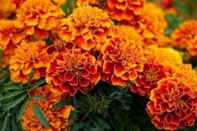 ดอกดาวเรืองฝรั่งเศส French Marigolds Seeds เมล็ดพันธุ์ ดอกดาวเรืองฝรั่งเศส ปลูกง่าย ปลูกได้ทั่วไทย บรรจุ 10 เมล็ด