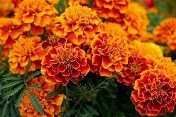 ดอกดาวเรืองฝรั่งเศส-french-marigolds-seeds-เมล็ดพันธุ์-ดอกดาวเรืองฝรั่งเศส-ปลูกง่าย-ปลูกได้ทั่วไทย-บรรจุ-10-เมล็ด