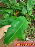 กล้วยบัวส้ม (Flowering banana) เป็นต้นขุดสด จัดส่งขนาดคละไซส์ ขุดตามออเดอร์ จัดส่ง 1-3 วันได้รับสินค้า รบกวนอ่านรายละเอียด