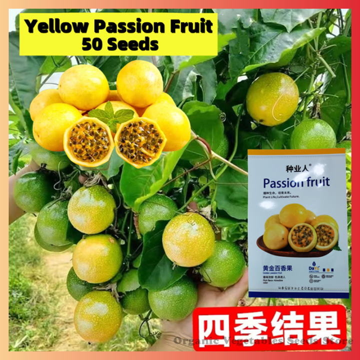 100 Seeds Edible Yellow Passion Fruit Seeds for Planting Tanam Pasu ...