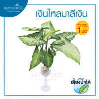 เงินไหลมาสีเงิน (จำนวน 1 ช่อ ) เลี้ยงน้ำได้  ไม้ฟอกอากาศ ต้นไม้ plants เงินไหล  Arrowhead Vine/Goosefoot Plant