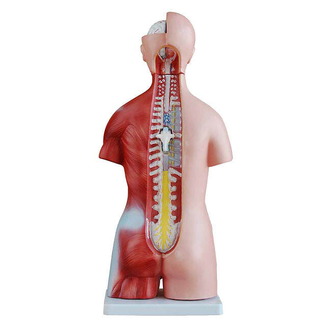 anatomy-model-nk-205-หุ่นจำลองมนุษย์ครึ่งตัว-สลับเปลี่ยนเพสได้-แสดงอวัยวะภายใน-ขนาด-45-เซนติเมตร-ถอดประกอบได้-23-ชิ้น