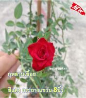 กุหลาบ กุหลาบเลื้อย ปลูกกระถางแขวนขนาด 8นิ้ว แพ็ค2กระถาง