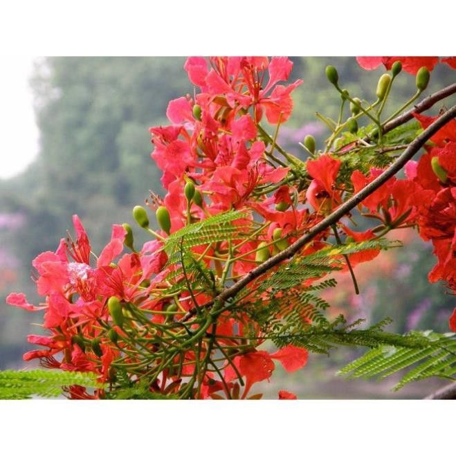 Cây giống hoa phượng đỏ đang chờ đón bạn tại đây. Hãy thưởng thức và chiêm ngưỡng những bông hoa phượng đỏ tuyệt đẹp và đặc biệt này.