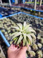 Tillandsia ionantha Vanhyningii Jumbo ทิลแลนเซีย ไอโอแวน จัมโบ้