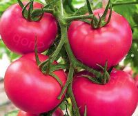 50 เมล็ด/ชุด เมล็ดพันธุ์ มะเขือเทศ Solanum lycopersicum tomato adonis