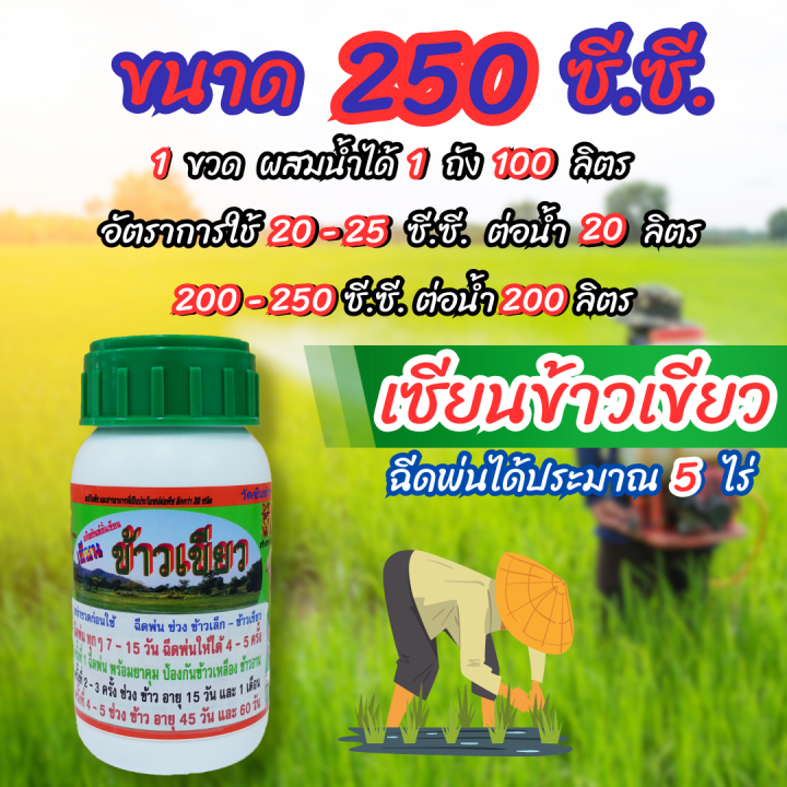 พร้อมส่ง-เซียนข้าวเขียว-ขนาด-250-ซีซี-ซื้อ2-แถม-1ฮอร์โมนบำรุงข้าว-ปุ๋ย-ยาฉีดข้าว-ฮอร์โมนฉีดข้าว-ปุ๋ยทางใบ-ฮอร์โมน