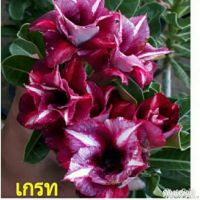 12 เมล็ด เมล็ดพันธุ์ ชวนชม สายพันธุ์ไต้หวัน ดอกสีม่วง Adenium Seeds กุหลาบทะเลทราย Desert Rose ราชินีบอนไซ อัตรางอก 80-90% มีคู่มือปลูก