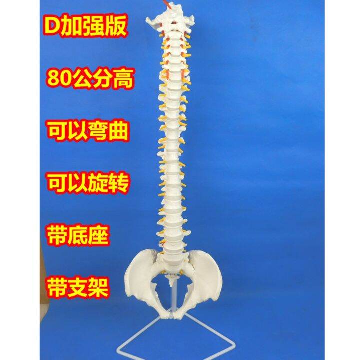 the-human-body-model-bonesetting-massage-adult-spinal-cervical-spine-lumbar-bone-model-color-spine-model