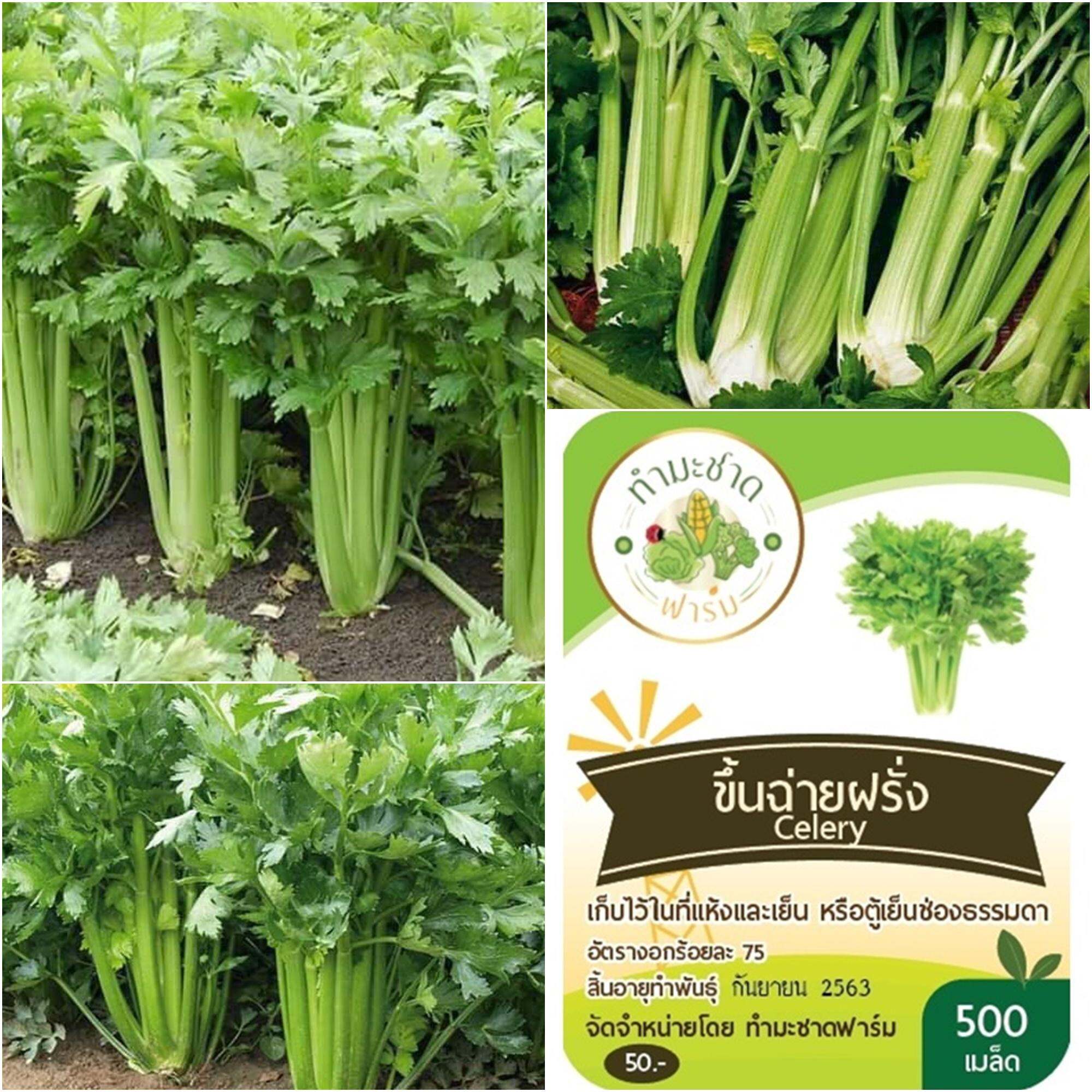 ทำมะชาดฟาร์ม เมล็ดพันธุ์ เซเลอรี่ Celery ขนาดบรรจุประมาณ 2,000 เมล็ด ขึ้นฉ่ายฝรั่ง คื่นฉ่ายฝรั่ง ขึ้นช่าย คึ่นช่ายฝรั่ง คื่นฉ่าย คื่นช่่าย