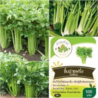 ทำมะชาดฟาร์ม เมล็ดพันธุ์ เซเลอรี่ Celery ขนาดบรรจุประมาณ 2,000 เมล็ด ขึ้นฉ่ายฝรั่ง คื่นฉ่ายฝรั่ง ขึ้นช่าย คึ่นช่ายฝรั่ง คื่นฉ่าย คื่นช่่าย