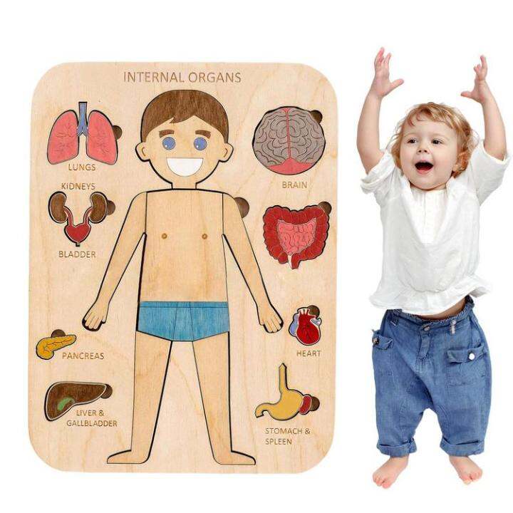 human-body-puzzle-human-body-structure-wooden-puzzle-for-children-educational-jigsaw-puzzles-human-body-parts-montessori-interactive-learning-puzzles-for-preschoolers-adorable