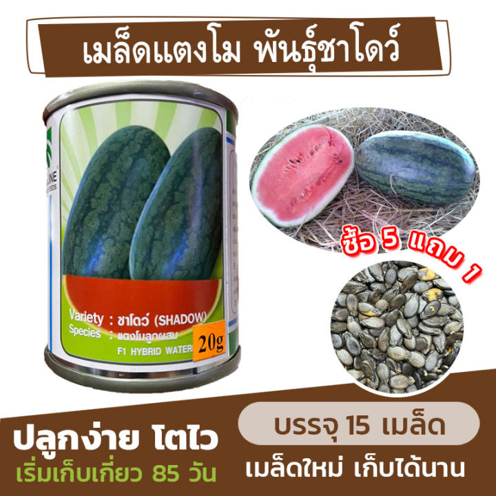 เมล็ดพันธุ์ แตงโม🍉 พันธุ์ชาโดว์ แบ่งขาย 15 เมล็ด (ซื้อ 5 แถม 1)✨ แตงโมลูกผสม