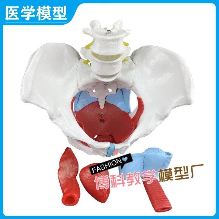 manufacturers-selling-female-pelvis-and-pelvic-floor-muscle-model-pelvis-human-body-skeleton-model-femoral-model