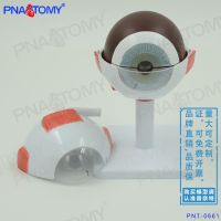 Human medicine false eye eye eye anatomical structure simulation model ent ophthalmic surgical specimens