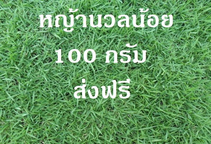 เมล็ดหญ้านวลน้อย-100-กรัม-ราคาพิเศษ-manila-grass-ยิ่งซื้อยิ่งถูก-ลดสูงสุด-60