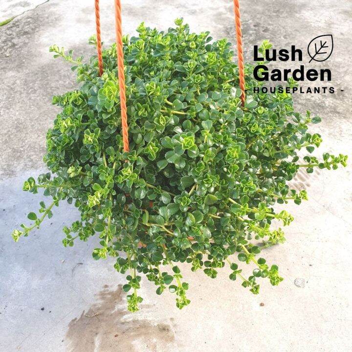 Pilea Depressa / Baby Tears / Depressed Clearweed 150mm Pot Hanging