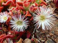 เมล็ดพันธุ์ ไม้ดอกอวบน้ำ Mesembryanthemum crystallinum iceplant  10 เมล็ด เมล็ดพันธุ์นำเข้าจาก อังกฤษ เมล็ดเพาะปลูก