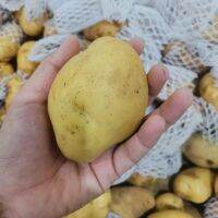 มันฝรั่งนอกมันฝรั่งนำเข้ามันฝรั่งเกรดดีหัวมันหัวมันสีเหลืองลูกสีเหลือง Potatoes outside potatoes, imported good grade potatoes, yellow potatoes, yellow balls.