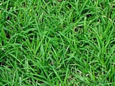 ขายส่ง เมล็ดหญ้าพาสพาลัม Paspalum Grass หญ้าปูสนาม สนามหญ้า พืชตระกูลหญ้า เมล็ดพันธ์หญ้า ปูหญ้า ปูสนาม สนามหญ้าและสวน 500 กรัม