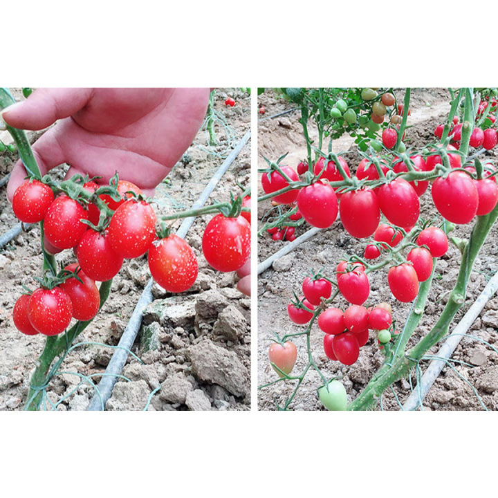 เมล็ดพันธุ์มะเขือเทศเชอรี่แดง-20เมล็ด-เมล็ดมะเขือเทศเชอรี่-10แถม1-cherry-tomato