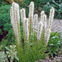 Plant Seeds เมล็ดพันธุ์ ลิอะทริส liatris spicata gayfeather 300 เมล็ด Plant Seeds เมล็ดพันธุ์นำเข้าจาก อังกฤษ