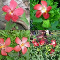 15 เมล็ด โสมชบา - Decaschistia parviflora