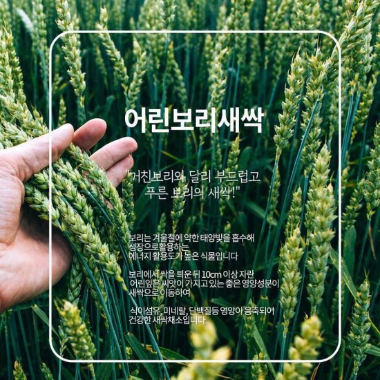 Bột lúa non golden herb premium barley grass powder - ảnh sản phẩm 6