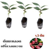 ( PRO+++ ) โปรแน่น.. ต้นมะหลอด สลอดส้ม สลอดเถา รสเปรี้ยวอมหวาน ต้นแข็งแรง พร้อมปลูก 3 ต้น ราคาสุดคุ้ม พรรณ ไม้ น้ำ พรรณ ไม้ ทุก ชนิด พรรณ ไม้ น้ำ สวยงาม พรรณ ไม้ มงคล