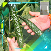 [5แถม1] เมล็ดพันธุ์แตงกวาญี่ปุ่น เมล็ดแตงกวาญี่ปุ่น Japanese Cucumber Seeds