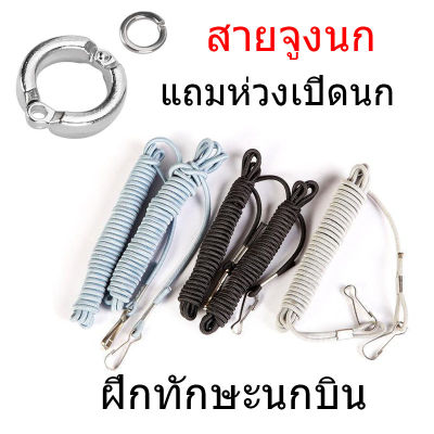 แถมฟรีห่วงเปิด สายจูงนก แบบยืดหยุ่น สายคล้องขานกแก้ว เชือกนกแก้ว สายจูงนก 3 เมตร สุ่มสี ฝึกทักษะนกบิน