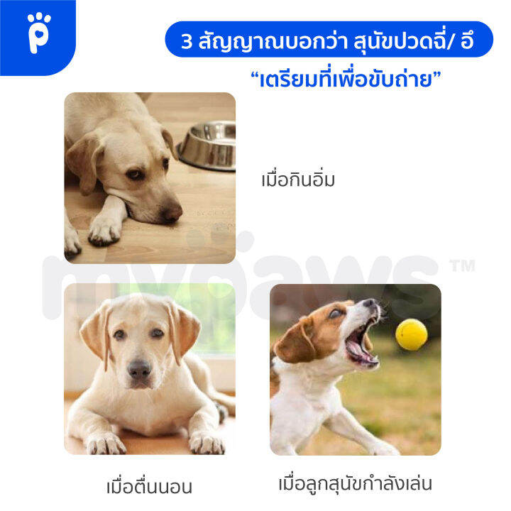 my-paws-สเปรย์ฝึกขับถ่ายสุนัข-c-สเปรย์ฝึกหมาฉี่-ป้องกันการขับถ่ายและฉี่ไม่เป็นที่