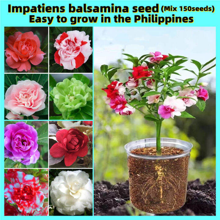 [Easy To Grow In Philippines] 150Pcs Double Camellia Impatiens