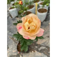 ( PRO+++ ) โปรแน่น.. กุหลาบแลมเปี้ยน (Lampion rose) กุหลาบสีเหลืองเหลือบส้ม ราคาสุดคุ้ม พรรณ ไม้ น้ำ พรรณ ไม้ ทุก ชนิด พรรณ ไม้ น้ำ สวยงาม พรรณ ไม้ มงคล