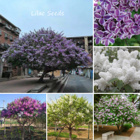 ปลูกง่าย ปลูกได้ทั่วไทย ของแท้ 100% 50Pcs เมล็ดพันธุ์ดอกกานพลู Colorful Lilac Extremely Fragrant Clove Flower Seeds เมล็ดดอกไม้ ต้นไม้ฟอกอากาศ ต้นไม้ ดอกไม้ปลอมสวยๆ เมล็ดดอกไม้ เมล็ดบอนสี บอนไซ Plants Seeds for Home &amp; Garden