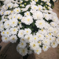 เมล็ดพันธุ์ดอกไม้ ดอกเบญจมาศ สีขาว จำนวน 100 เมล็ด ราคาซองละ 49 บาท สินค้าพร้อมส่ง มีปลายทาง ดอกเบญจมาศซ้อน สีขาว ซองละ 49 บาท ทั้งร้าน