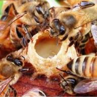Hũ Sữa ong chúa mật ong HONING 250 gram thumbnail