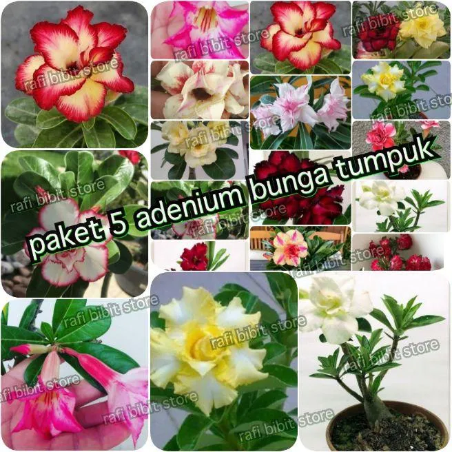 Paket 5 Tanaman Hias Adenium / Tanaman Kamboja Jepang / Tanaman Adenium ...