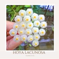 โฮย่าฮาวาย hoya lacunosa