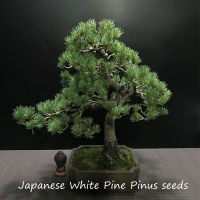 ปลูกง่าย ปลูกได้ทั่วไทย ของแท้ 100% 50pcs ต้นสนญี่ปุ่น Japanese White Pine Pinus Bonsai Tree Seeds ต้นไม้มงคล ต้นไม้ เมล็ดพันธุ์ ต้นไม้ฟอกอากาศ ต้นไม้ประดับ ต้นไม้ตกแต่ง ไม้ประดับ Plants Seeds for Home &amp; Garden